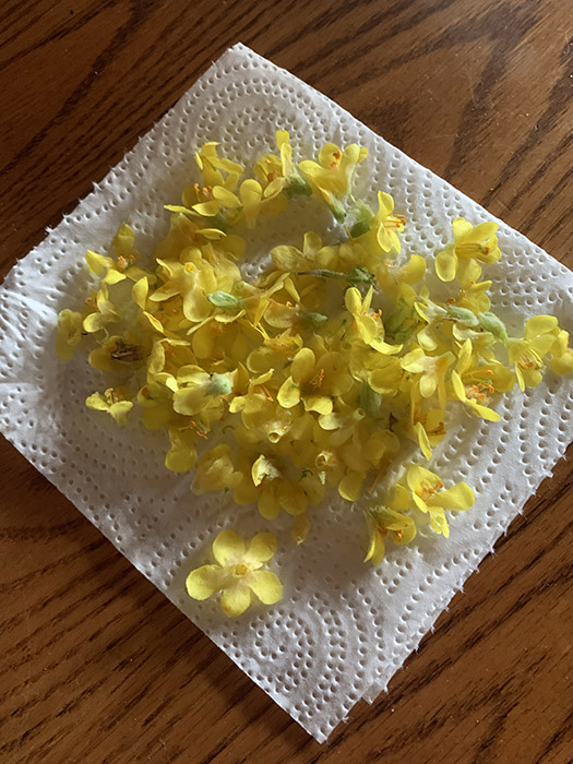 mullein-flower-herb-benefits